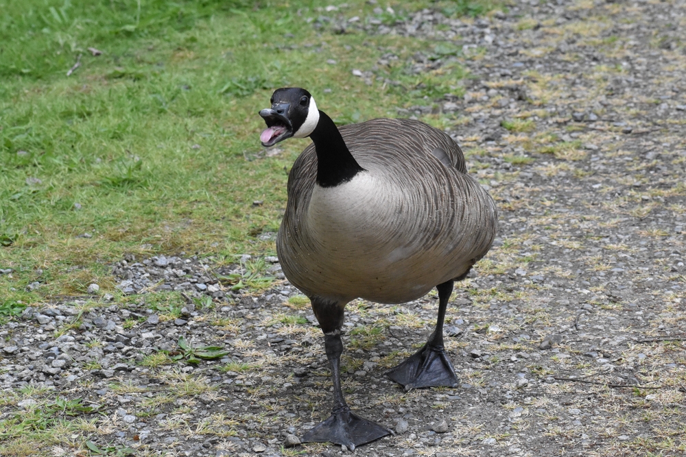 A Canada goose honking at the camera