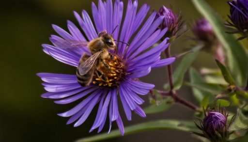 A honeybee on an Aster flower