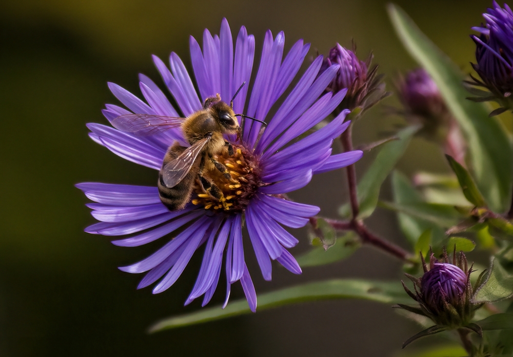 A honeybee on an Aster flower