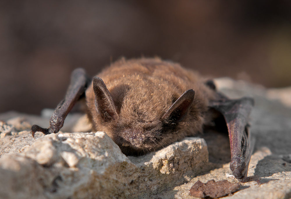 Close-up of a little brown bat on a rock