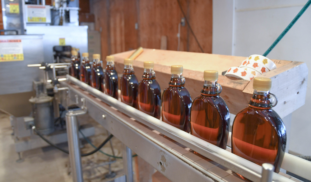 Maple syrup being bottled in a factory