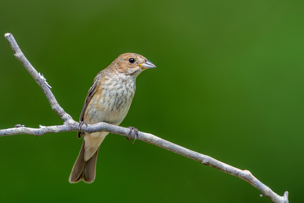 A female indigo bunting perched on a branch