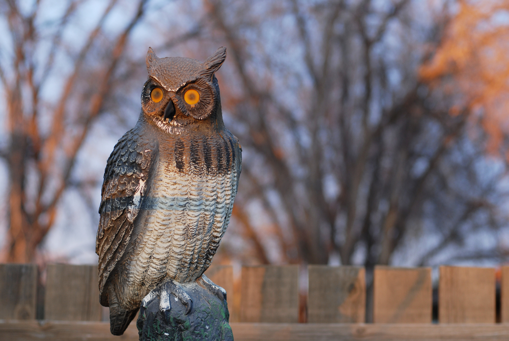 A plastic decoy owl in a yard