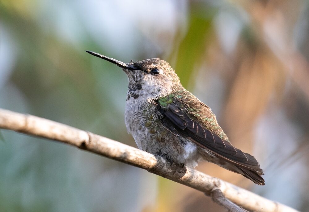 An Anna's hummingbird perched on a branch