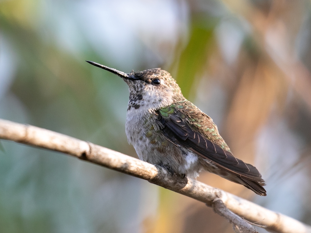 An Anna's hummingbird perched on a branch