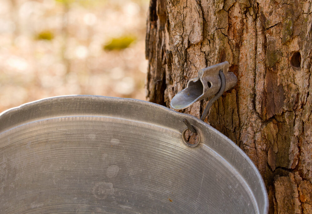 A maple tree tapped for making syrup