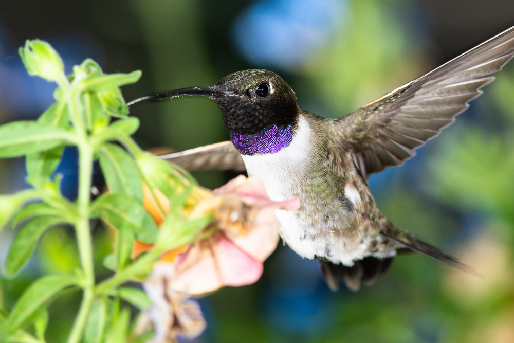 A male black-chinned hummingbird feeding on a flower