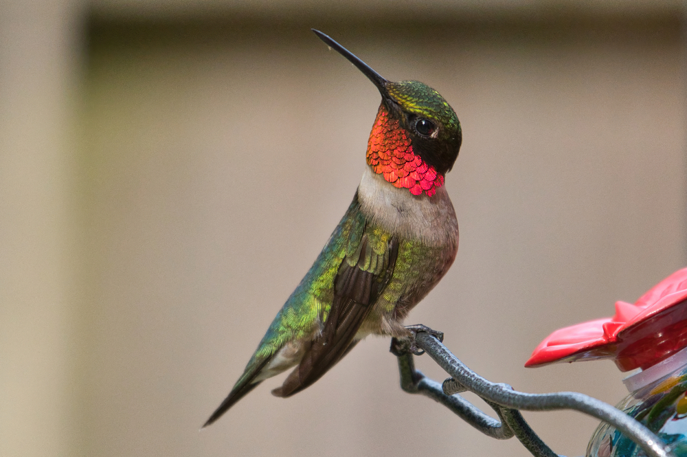 A ruby-throated hummingbird at a feeder