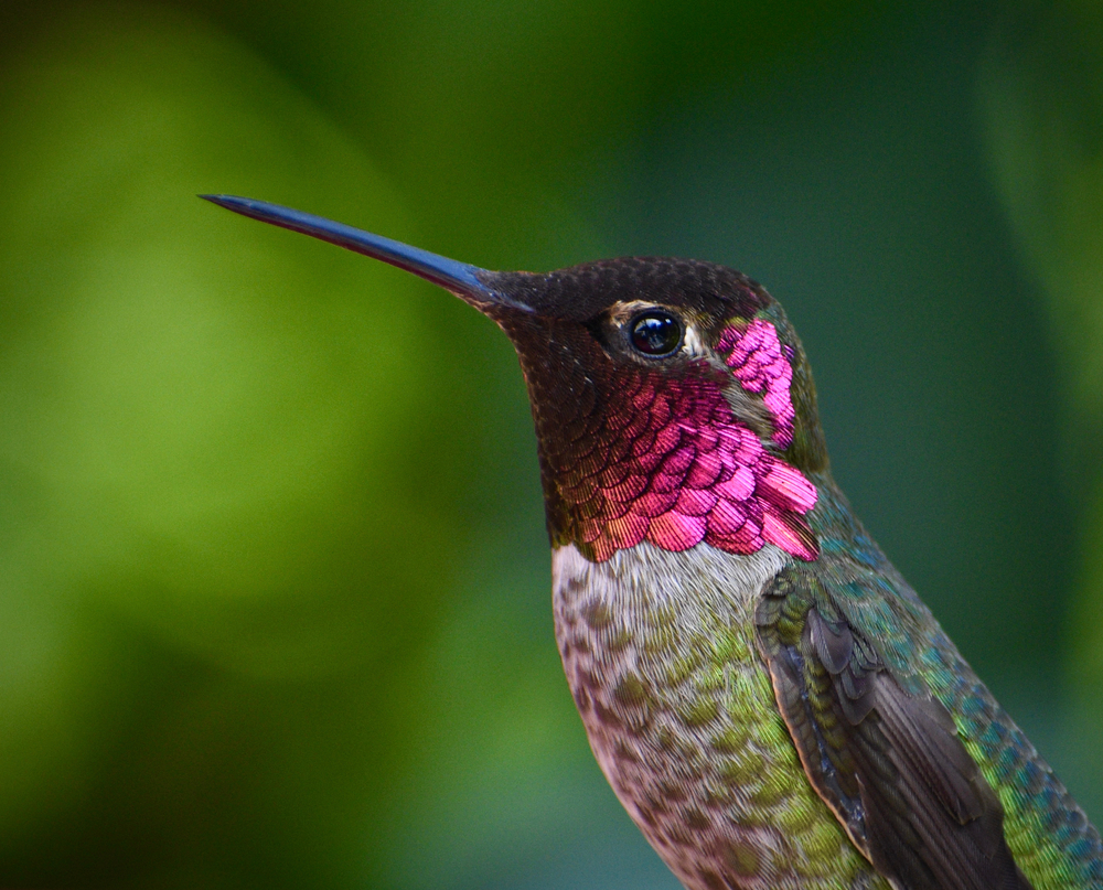 A male Anna's hummingbird in a garden