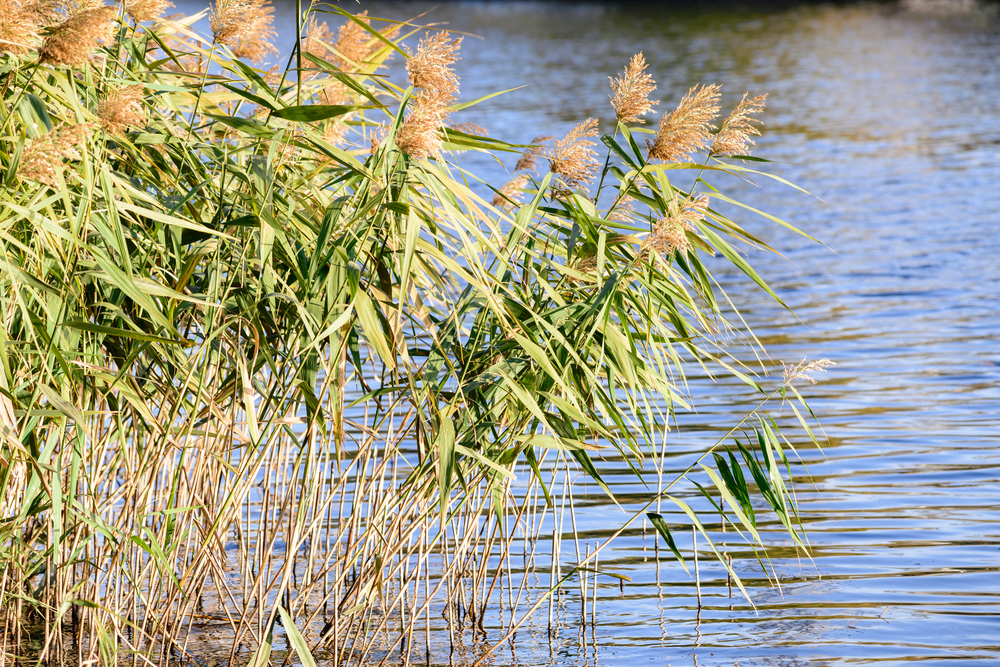 Invasive non-native phragmites