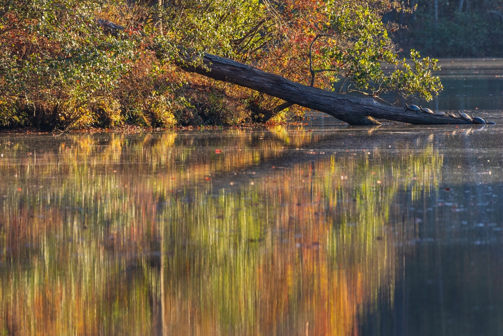 A fallen log against fall foliage