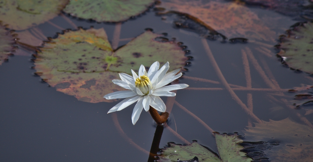 A shot of water lily pads and their roots