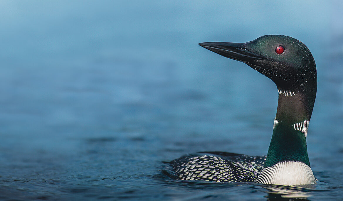 Close-up of a common loon swimming in a lake