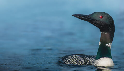 Close-up of a common loon swimming in a lake