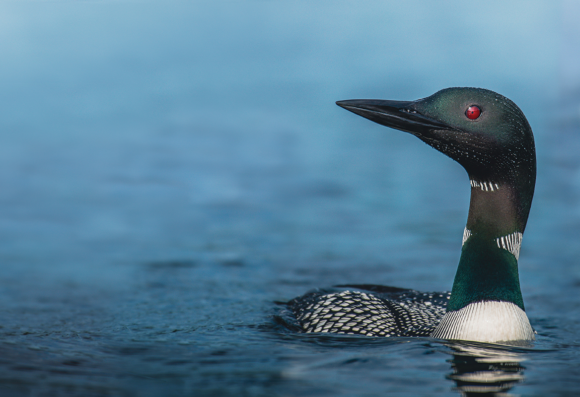 Close-up of a common loon swimming in a lake