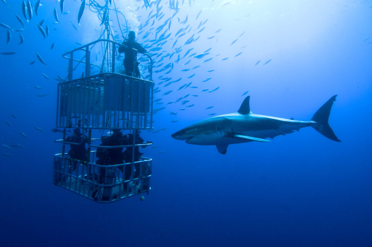 Great white shark swims around the cage with cage divers in it