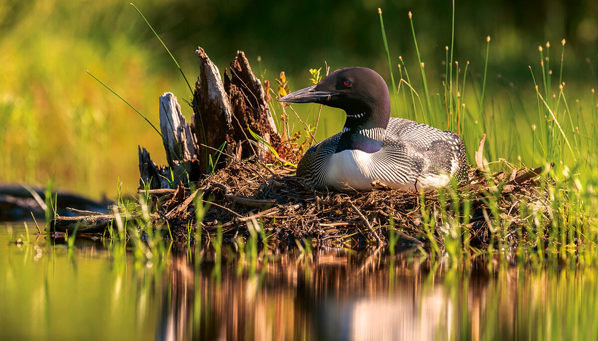 A common loon in Acadia national park in Maine.