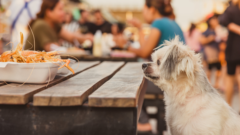 Dog on picnic table staring at food