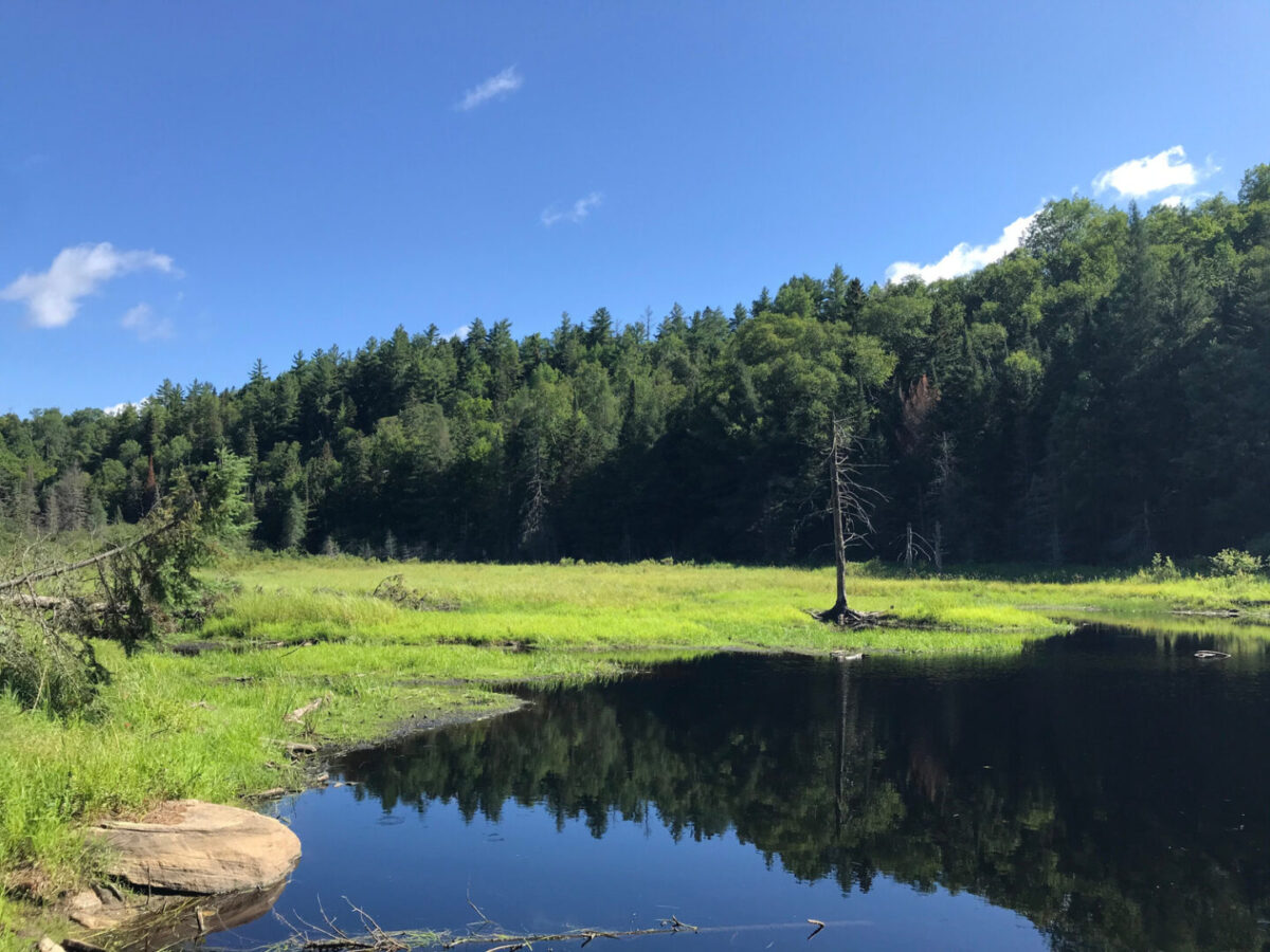 Photo of Haliburton forest on a bright and sunny day, marshy lake with blue waster and trees in the distance