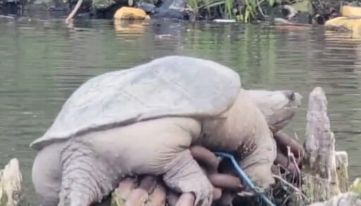 Large snapping turtle chonkosaurus sits on large chain in river