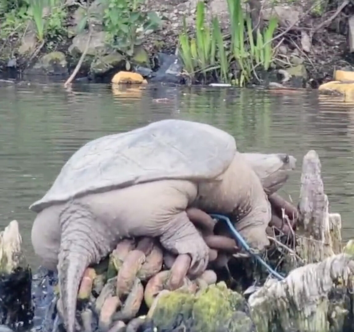 Large snapping turtle chonkosaurus sits on large chain in river