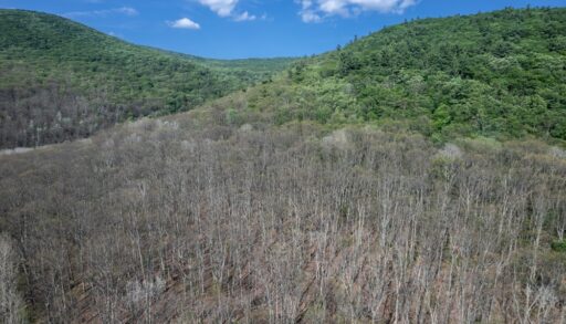 Aerial view of spongy moth caterpillar (gypsy moth) defoliation, invasives