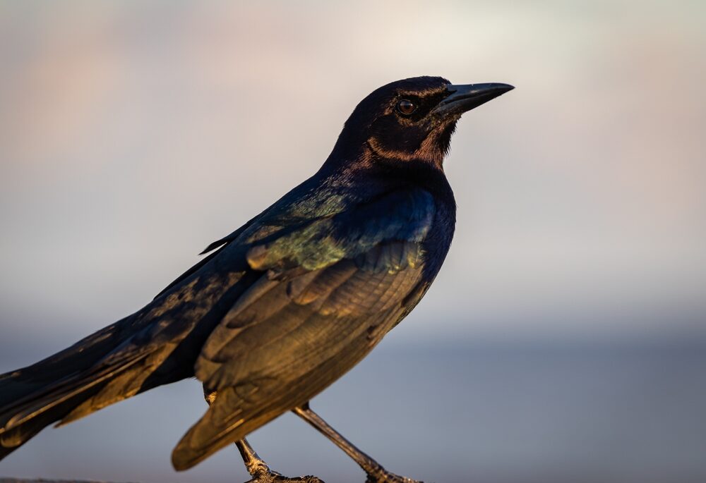 A common grackle standing near water