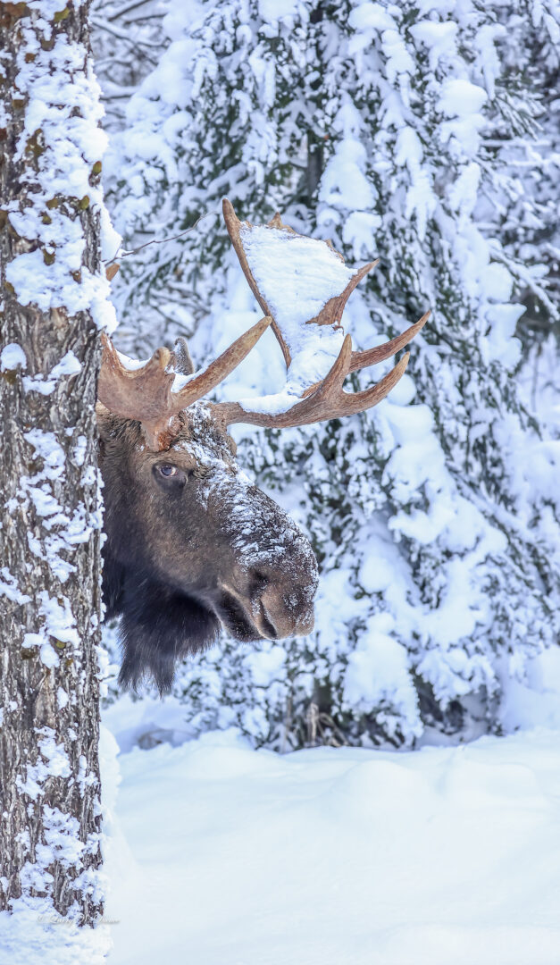 Moose looks out from behind a tree in winter