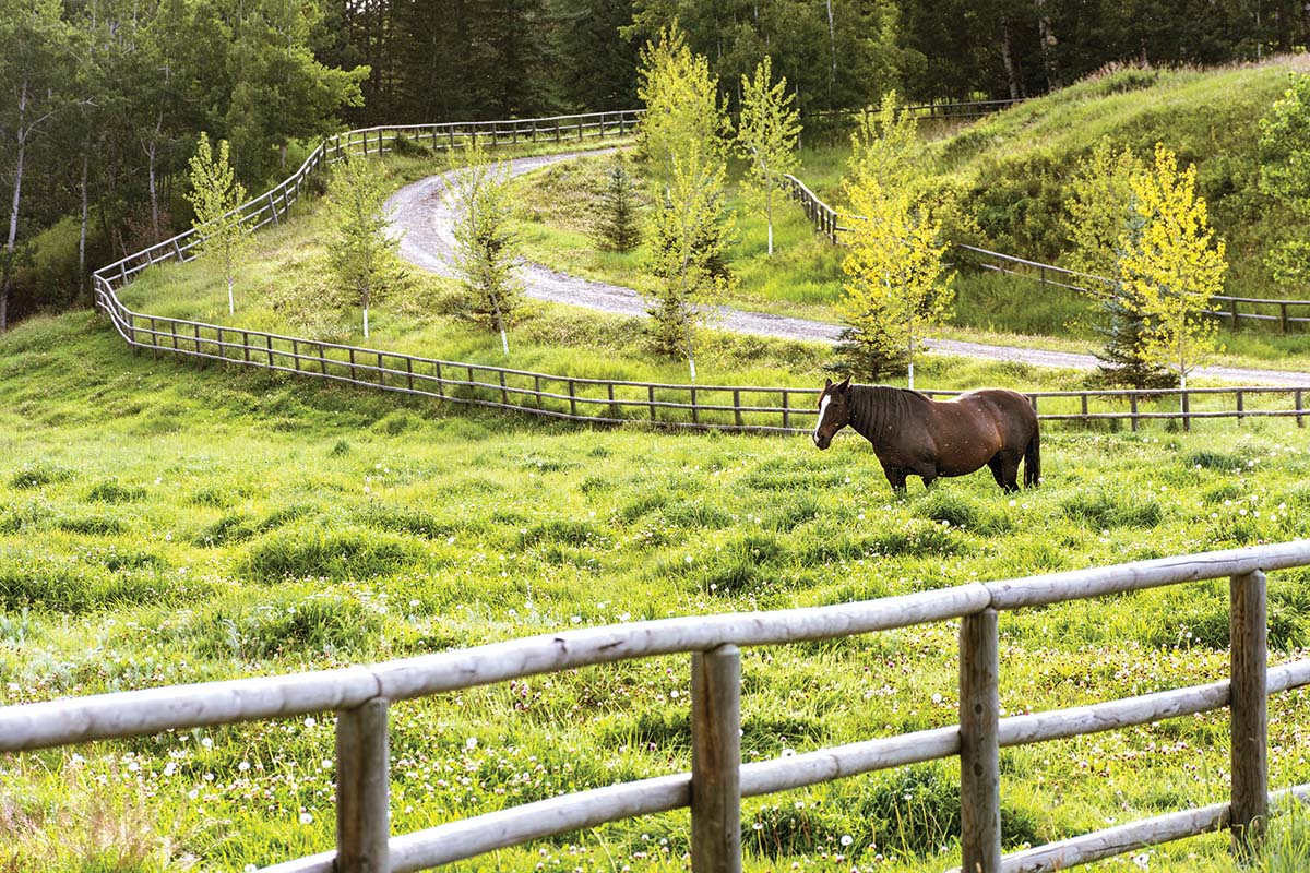 Marocha the horse in the pasture