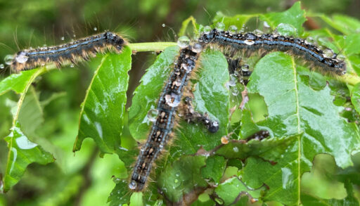 Close up of forest tent caterpillars on a leaf with water droplets in Timmins