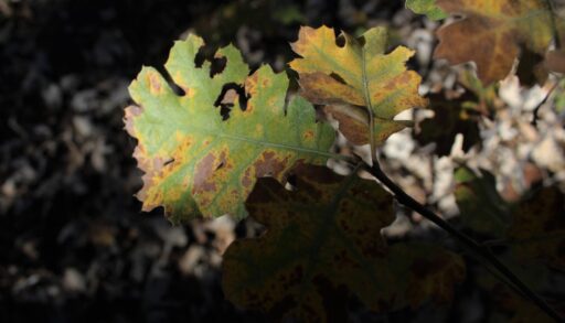Oak leaves browning from oak wilt