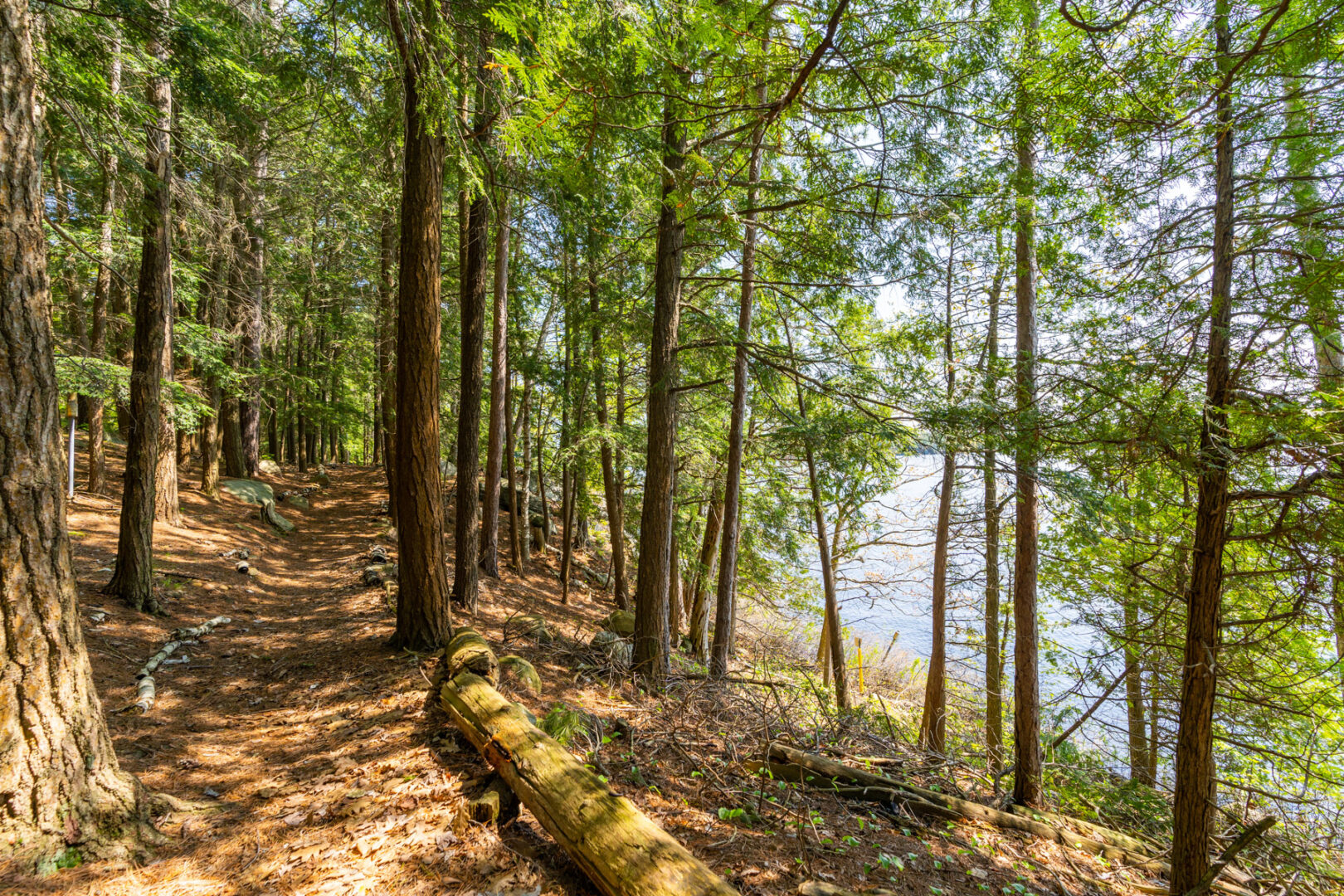 A nature path with tall trees and a lake in the background.