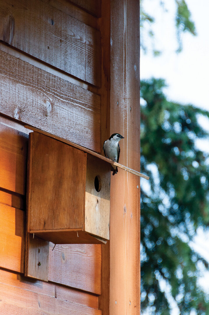 a bird sits on a bird house outside the cottage