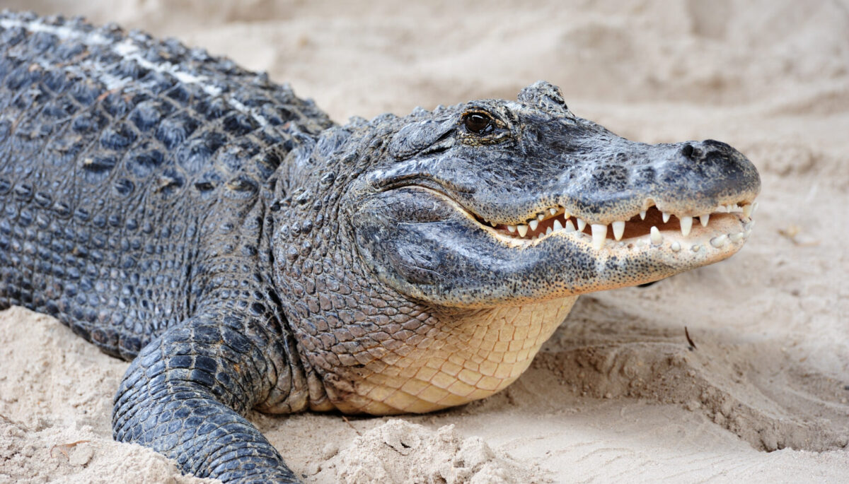 A crocodile with its mouth slightly open looking to the right, standing on sand