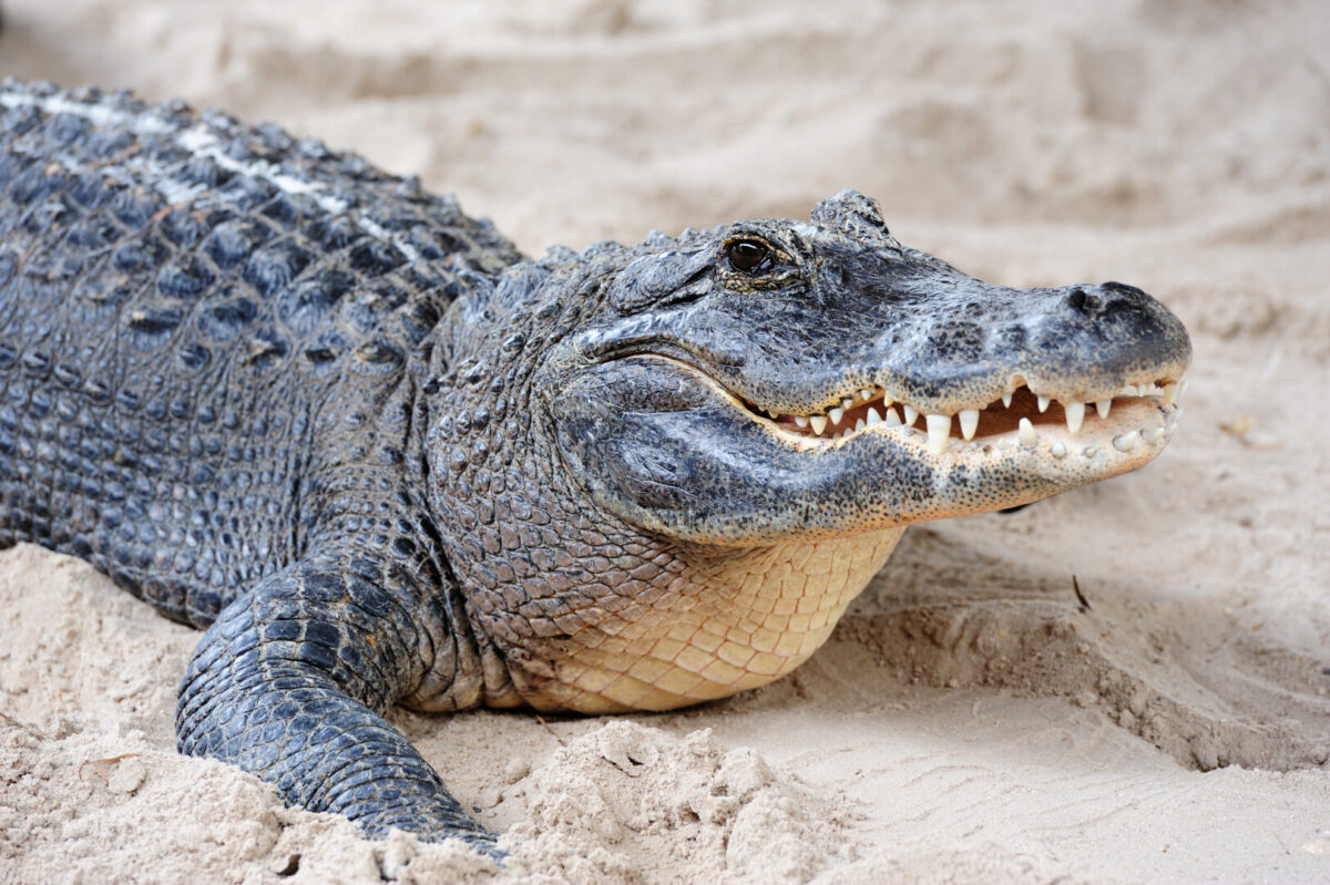 A crocodile with its mouth slightly open looking to the right, standing on sand