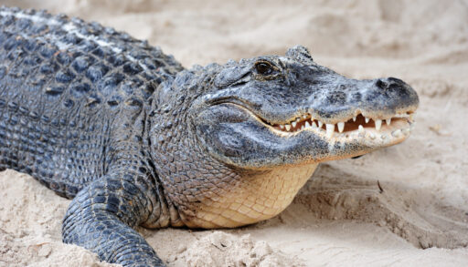 A crocodile with its mouth slightly open looking to the right, standing on sand