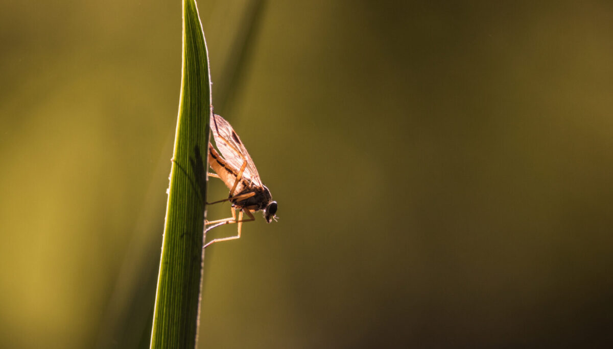 Midge on a blade of grass glows in the back light