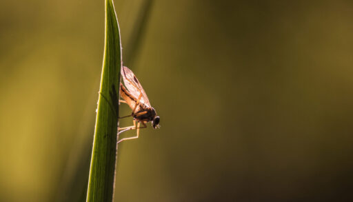Midge on a blade of grass glows in the back light