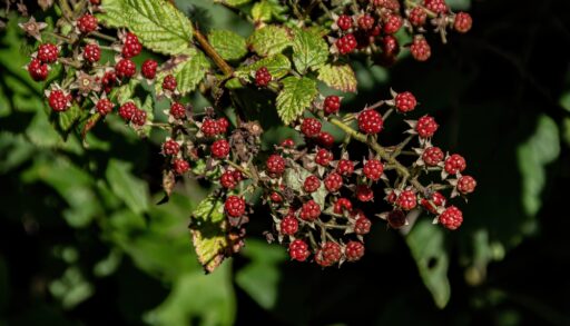 A wild raspberry bush