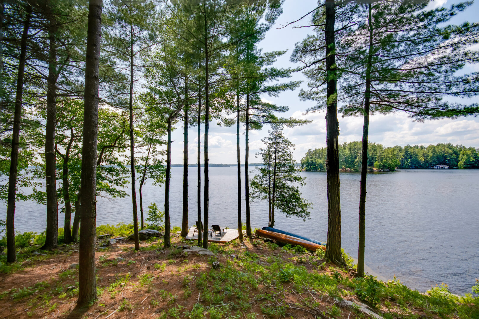 A small dock sits on a lakefront, seen through sparse but tall trees.