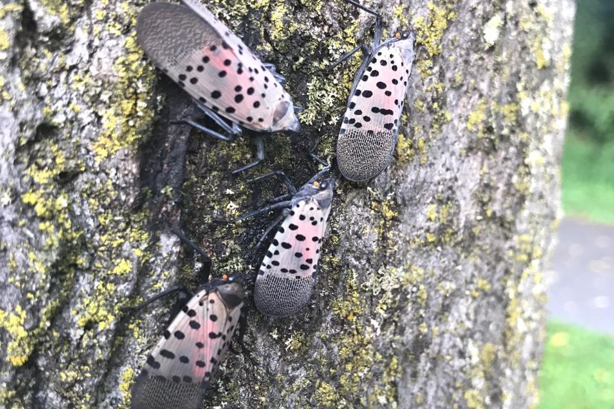 A cluster of spotted lanternflies on a tree trunk
