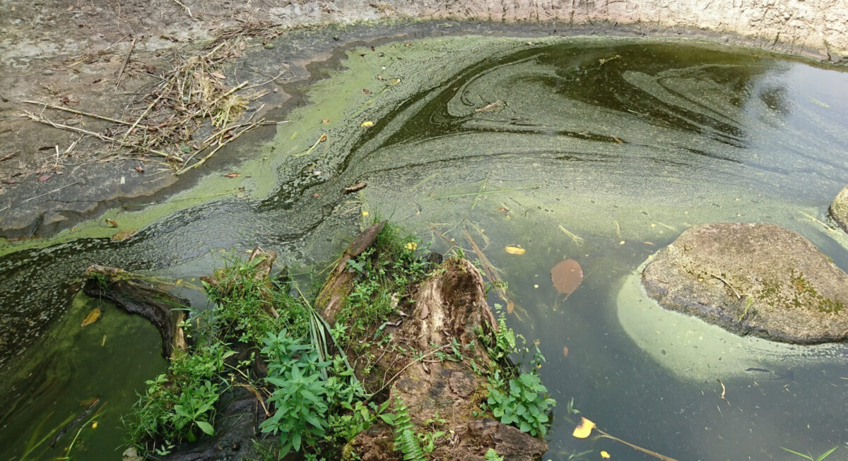 Blue-green algae collecting on the shoreline