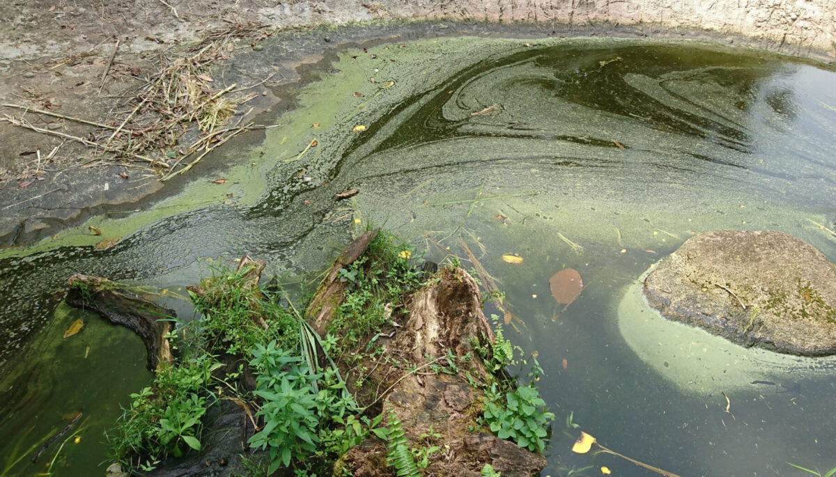 Blue-green algae collecting on the shoreline
