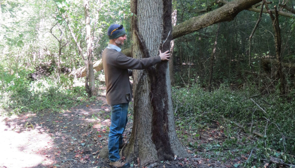 Robert Fedrock, dressed in a grey sweater and jeans, wrapping his arms around the base of the tree with the world's tallest recorded poison ivy vine travelling up the centre