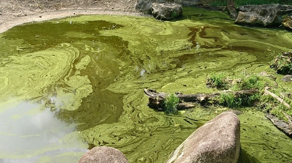 blue-green algae in a pond