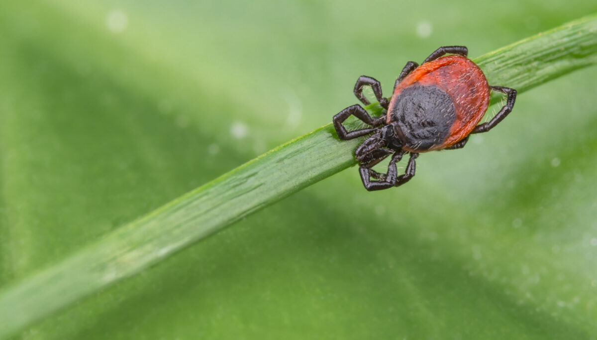 Blacklegged deer tick with its legs curled around a strand of grass