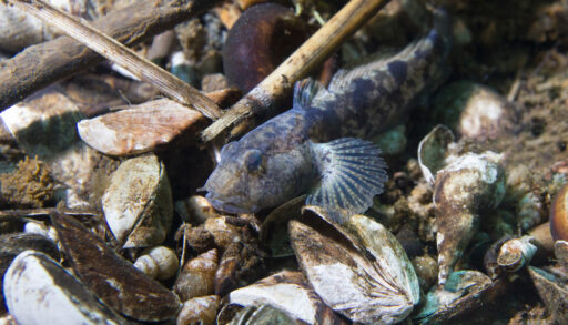 tubenose goby underwater