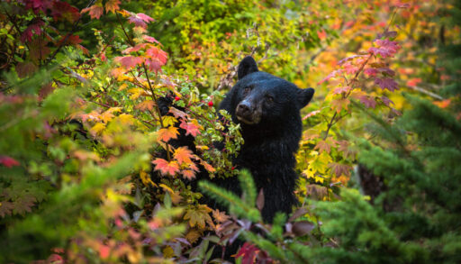 Black bear gorging on berries in the middle of a forest