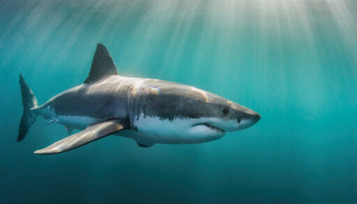 Great white shark swimming to the right