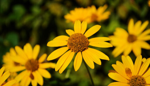 Ox-eye sunflower, one of the native plants in meadowland loam
